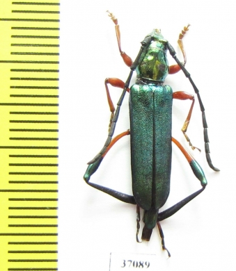 Cerambycidae sp.  South Africa Rep. - INSECTS-STORE.RU