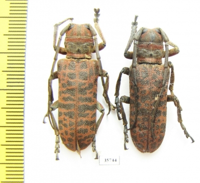 Cerambycidae sp.  Zambia - INSECTS-STORE.RU