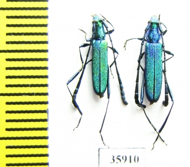 Cerambycidae sp.  Tanzania - INSECTS-STORE.RU