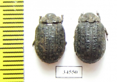 Trogidae sp.  Mali - INSECTS-STORE.RU