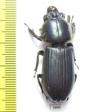 Passalidae sp.  Panama - INSECTS-STORE.RU