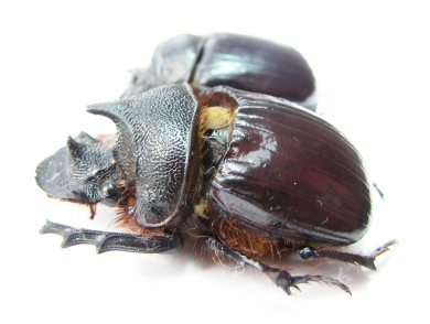 Heliocopris hunteri, pair  Kenya - INSECTS-STORE.RU