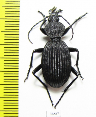 Tefflus sp.  Zambia - INSECTS-STORE.RU