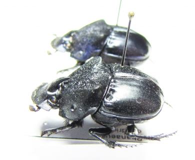 Phanaeus quadridens, male  Brasilia - INSECTS-STORE.RU