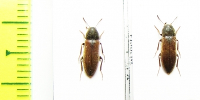 Xylita laevigata  Russia, Tver reg. - INSECTS-STORE.RU