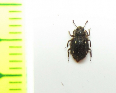 Zopheridae sp.  Malaysia, Borneo - INSECTS-STORE.RU