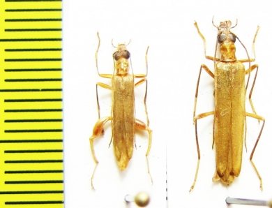 Oedemeridae sp.  Malaysia - INSECTS-STORE.RU