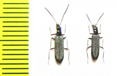 Oedemera sp.  Turkey - INSECTS-STORE.RU