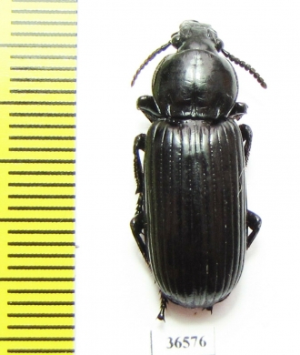 Carabidae sp.  Zambia - INSECTS-STORE.RU