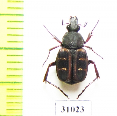 Paratrichius saucius  Laos - INSECTS-STORE.RU