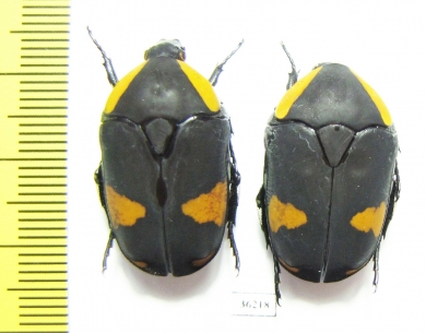 Pachnoda abyssinica - INSECTS-STORE.RU