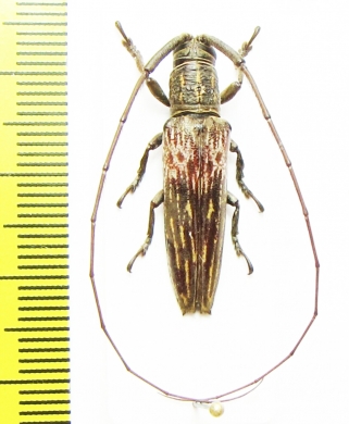 Cerambycidae sp.  Malaysia, Borneo - INSECTS-STORE.RU