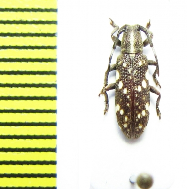 Cerambycidae sp.  Indonesia, Papua - INSECTS-STORE.RU