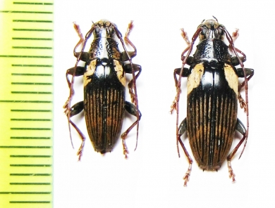 Tmesisternus humeralis, pair  Indonesia, Papua - INSECTS-STORE.RU