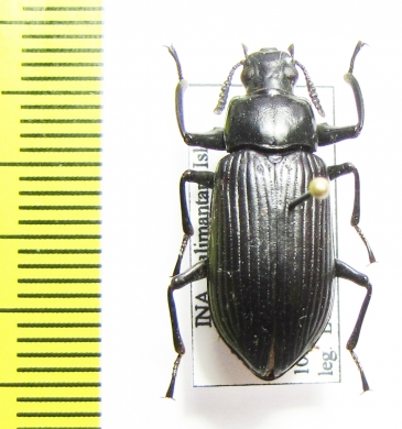 Tenebrionidae sp.  Indonesia, Kalimantan - INSECTS-STORE.RU