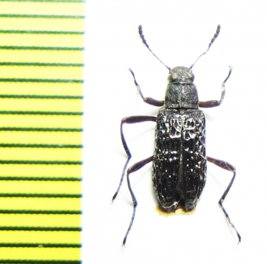 Tenebrionidae sp.  Malaysia - INSECTS-STORE.RU