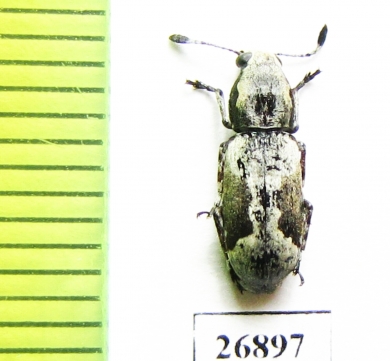 Anthribidae sp.  South Africa Rep. - INSECTS-STORE.RU