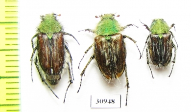 Pygopleurus libanonensis, pair  Israel - INSECTS-STORE.RU
