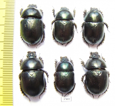 Geotrupes mutator  Russia, Astrakhan reg. - INSECTS-STORE.RU