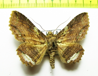 Noctuidae sp.  Bolivia - INSECTS-STORE.RU