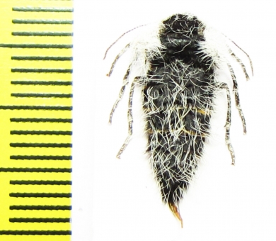 Geometridae sp.  Greece - INSECTS-STORE.RU