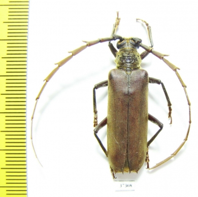 Cerambycidae sp.  Ecuador - INSECTS-STORE.RU