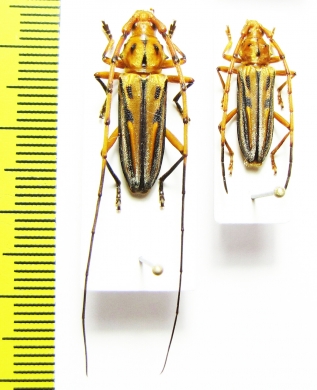 Cerambycidae sp., pair  Brasilia - INSECTS-STORE.RU