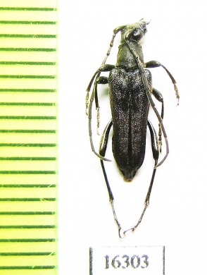 Trachysida aspera brevifrons  Canada - INSECTS-STORE.RU