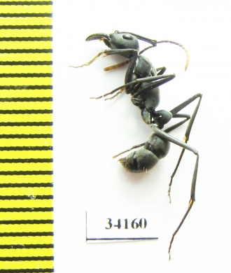 Formicidae sp.  Ecuador - INSECTS-STORE.RU