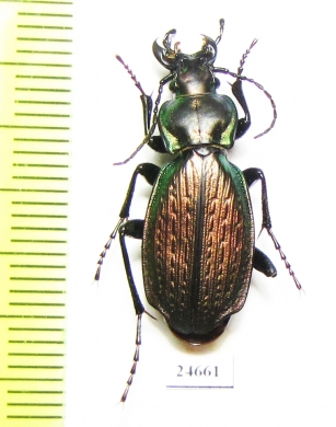 Carabus (Archiplectes) kratkyi  Russia, Karacaevo-Cherkessia reg. - INSECTS-STORE.RU