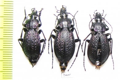 Carabus (Sphodristocarabus) janthinus dvorschaki, pair  Abkhazia - INSECTS-STORE.RU