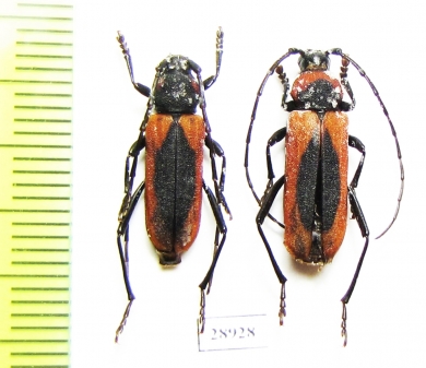Purpuricenus globulicollis, pair  France - INSECTS-STORE.RU