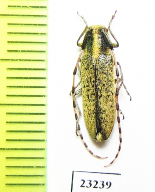 Agapanthia shovkuni  Kazakhstan - INSECTS-STORE.RU