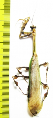 Mantodea sp.  Ecuador - INSECTS-STORE.RU