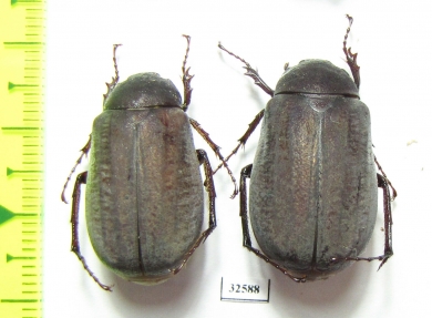 Melolonthinae sp.  China, Guangxi prov. - INSECTS-STORE.RU