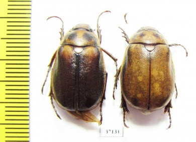 Melolonthinae sp.  South Africa Rep. - INSECTS-STORE.RU