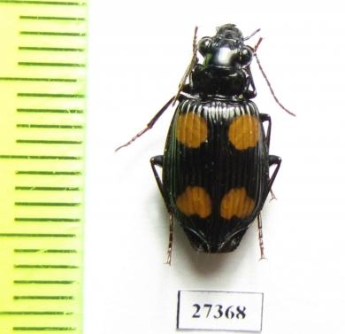 Carabidae sp.  Madagascar - INSECTS-STORE.RU