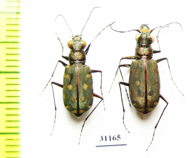 Calomera littoralis conjunctaepustulata, pair  Russia, Astrakhan reg, - INSECTS-STORE.RU
