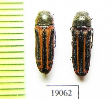 Buprestidae sp.  Argentina - INSECTS-STORE.RU