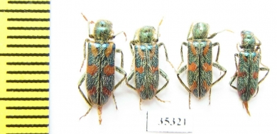Trichodes sp.  Uzbekistan - INSECTS-STORE.RU