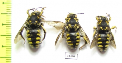 Hymenoptera sp.  Russia, Tver reg. - INSECTS-STORE.RU