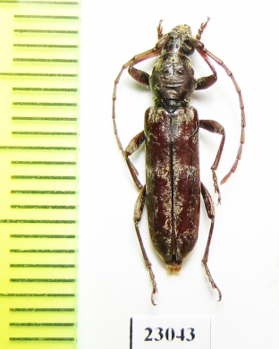 Cerambycidae sp.  South Africa Rep. - INSECTS-STORE.RU