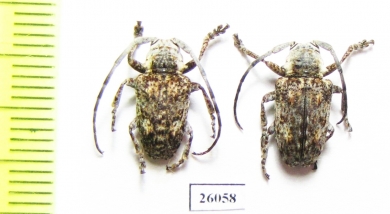 Cerambycidae sp.  South Africa Rep. - INSECTS-STORE.RU