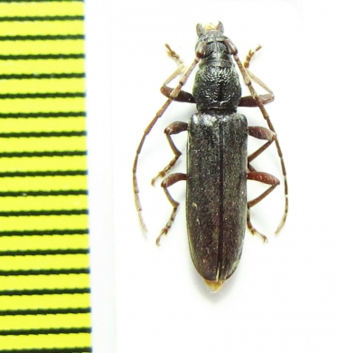 Cerambycidae sp.  Malawi - INSECTS-STORE.RU