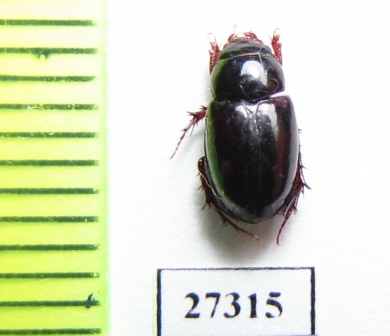 Hybosoridae sp.  Madagascar - INSECTS-STORE.RU