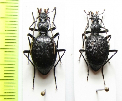 Cychrus sinicus  China, Shaanxi prov. - INSECTS-STORE.RU