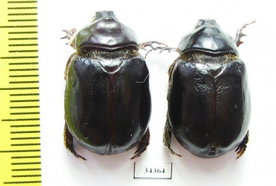 Pericoptus truncatus, pair  New Zealand - INSECTS-STORE.RU