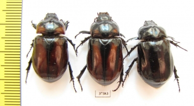 Dynastinae sp.  Ecuador - INSECTS-STORE.RU