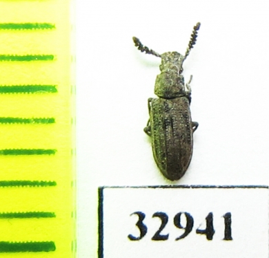 Orthocerus clavicornis  Russia, Tver reg. - INSECTS-STORE.RU