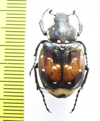 Gnorimus bartelsi, female  Abkhazia - INSECTS-STORE.RU